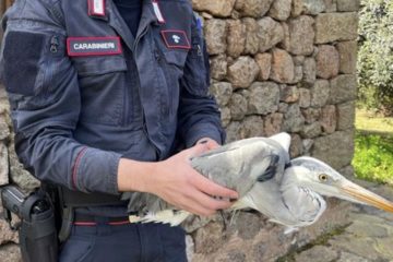 ￼Carabinieri salvano Airone a Pantelleria, dopo le cure potrà tornare a volare