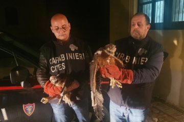 Operazione antibracconaggio dei carabinieri forestali a Porto Empedocle: sequestrati due rarissimi esemplari di Aquila del Bonelli 