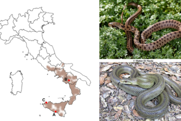 In Italia esistono serpenti che imitano quelli a sonagli. A collaborare nella ricerca Sebastian Colnaghi di Siracusa  