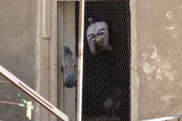 Foto. San Cataldo. Colombe intrappolate in un appartamento disabitato, guardie zoofile WWF le salvano 