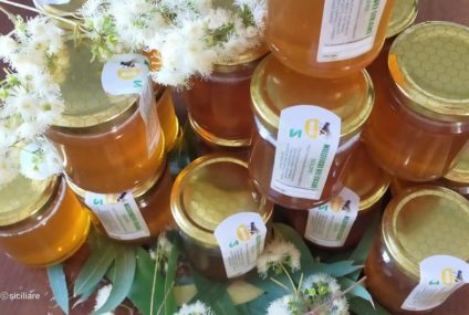 San Cataldo. Produzione miele, Siciliare: ll fiore dell’eucalipto, risorsa del territorio