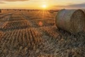 Agricoltura, fondo da 50 milioni per imprenditori siciliani colpiti da crisi per conflitto Russia-Ucraina