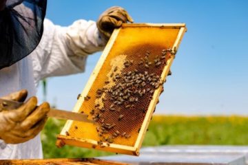 Contributi per 500 mila euro agli apicoltori siciliani, pubblicato il bando
