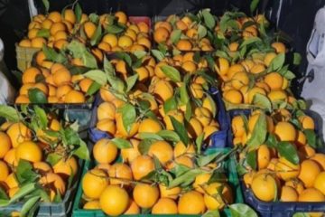 Rubati 100 quintali di arance da azienda agricola a Cattolica Eraclea