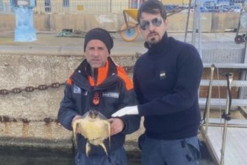Guardia Costiera salva tartaruga “Caretta caretta”