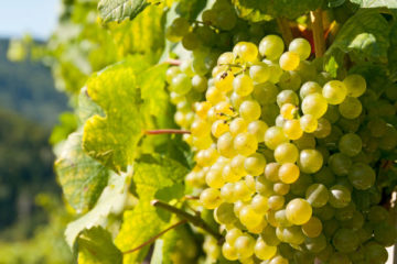 Agricoltura, avviata campagna export 2023-24 di uva da tavola in Canada e Uruguay: istanze entro l’8 aprile