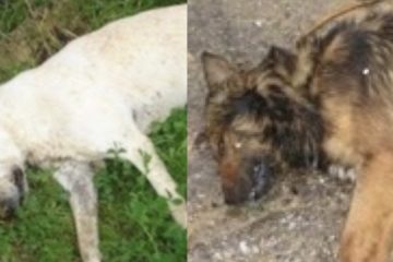 San Cataldo, cani uccisi con esche avvelenate. WWF: “Gesti criminali, allertate guardie zoofile”