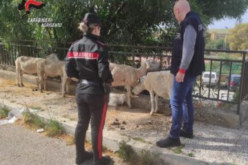 Blitz dei Carabinieri nel mercatino degli animali di Villaseta ad Agrigento. Sanzioni per oltre 115.000 euro