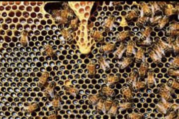 Agricoltura, pubblicate le graduatorie del bando Ocm miele: 140 aziende siciliane ammesse ai finanziamenti