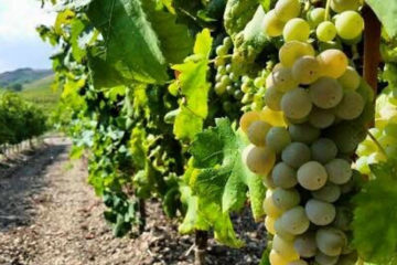 La Sicilia avrà un nuovo Piano vitivinicolo regionale